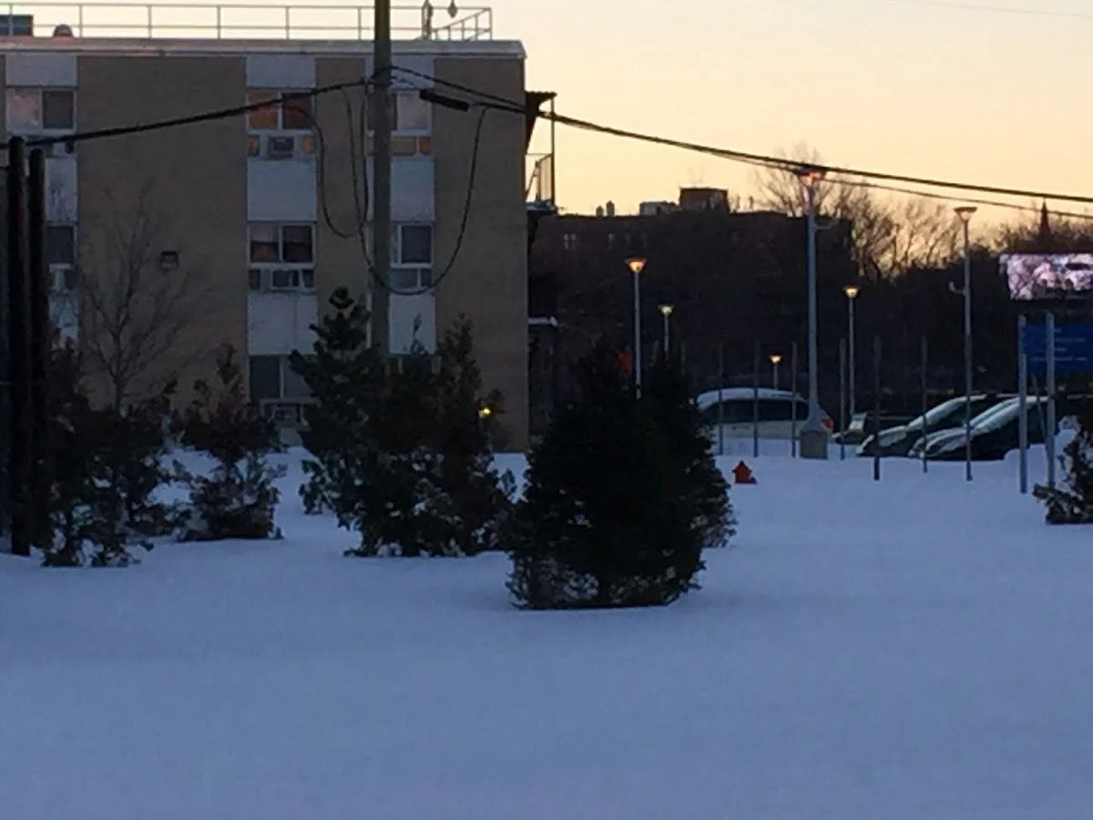 Bronx Psychiatric Center
